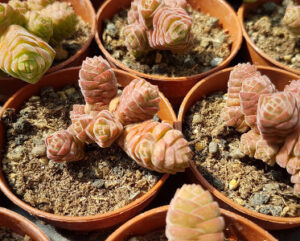 Crassula marchandii