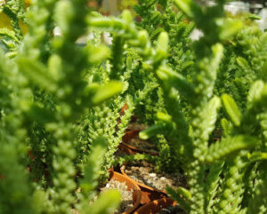 Crassula muscosa