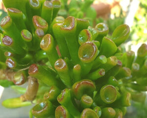 Crassula ovata Hobbit
