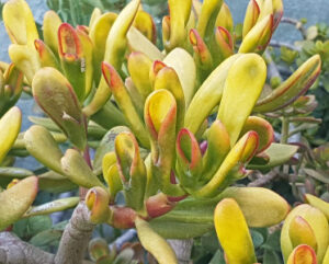 Crassula ovata Hobbit tricolor