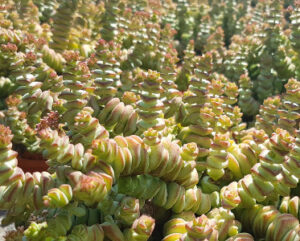 Crassula sericea var. hottentotta