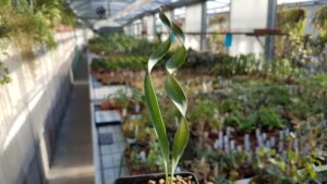 Cyrtanthus spiralis Amaryllidaceae