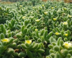 Delosperma echinatum