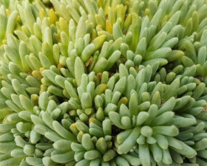 Delosperma sphalmanthoides