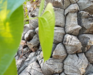 Dioscorea elephantipes