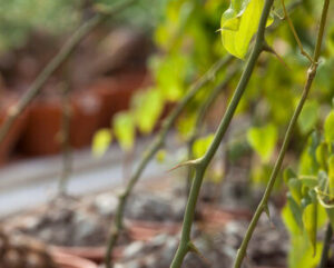 Dioscorea macrostachya