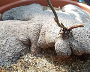 Dioscorea sylvatica