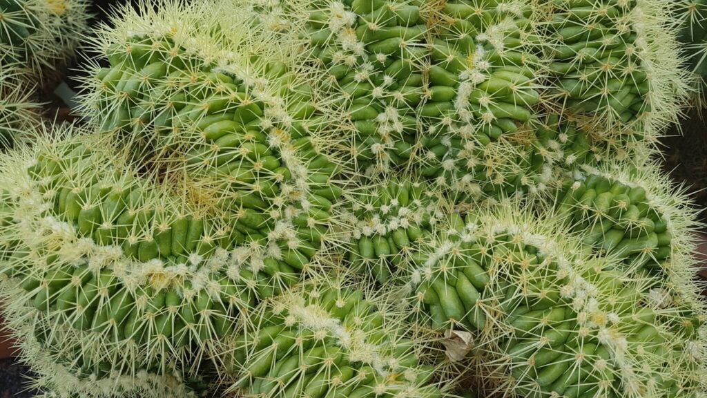 Echinocactus grusonii crestato Echinocactus grusonii crestato