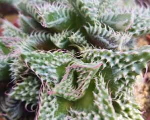 Faucaria felina super dente