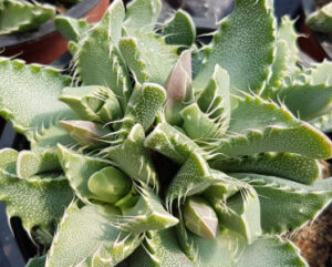 Faucaria tubercolosa