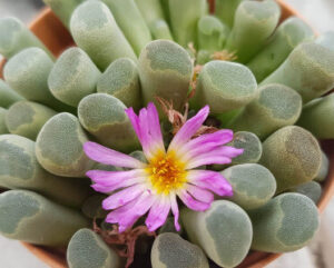 Fenestraria aurantiaca