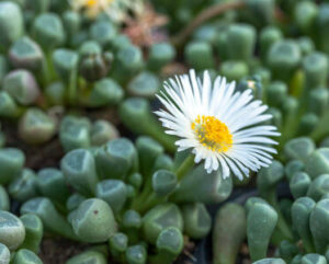 Fenestraria aurantiaca