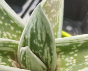 Gasteraloe 'Green Ice'