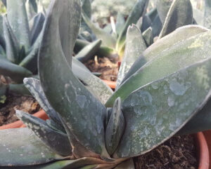 Gasteria fuscopunctata