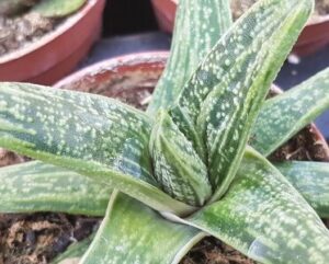 Gasteria 'Little Warty'