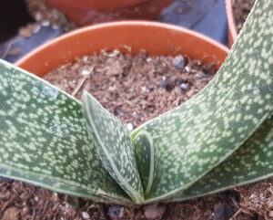 Gasteria variegata