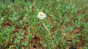 Sarcocaulon multifidum