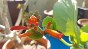 Gesneriaceae Sinningia macrostachya