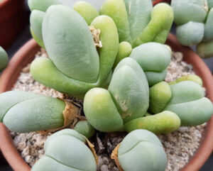 Gibbaeum heathii