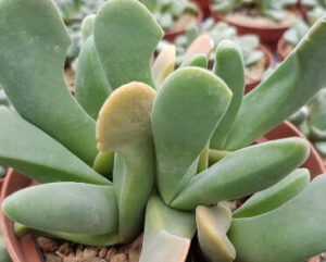 Gibbaeum velutinum