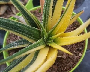 Haworthia attenuata variegata