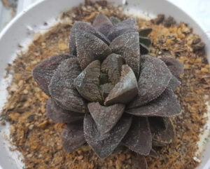 Haworthia chocolate x keganii