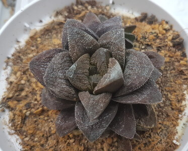 Haworthia chocolate x keganii