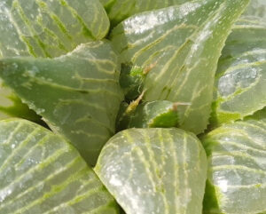 Haworthia comptoniana