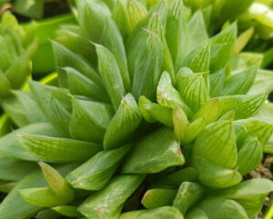 Haworthia cymbiformis