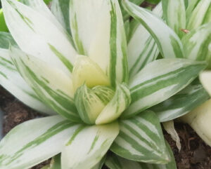 Haworthia cymbiformis variegata