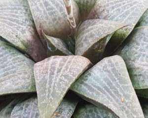 Haworthia cv emelyae v comptoniana x multifolia