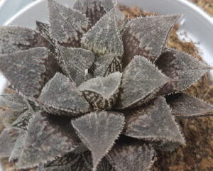 Haworthia emelyae major x esterhuizenii