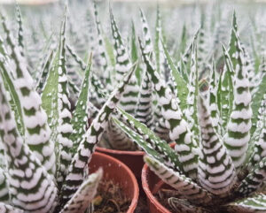 Haworthia fasciata alba
