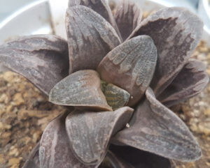 Haworthia hybrid springbovlakensis x truncata x maughanii x emelyae