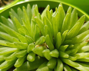 Haworthia kikuhigasa