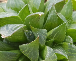 Haworthia magnifica