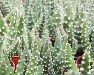 Haworthia pumila