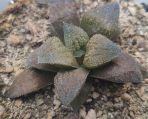 Haworthia Silver Bug x Keganii