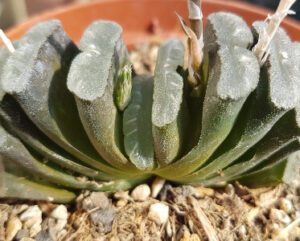 Haworthia truncata