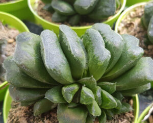 Haworthia truncata x maughanii