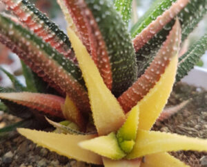 Haworthia variegata