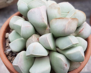 Lapidaria margaretae