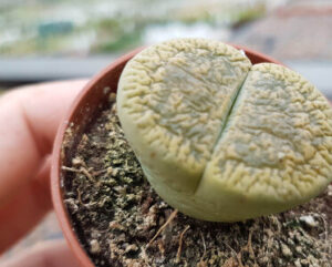 Lithops aucampiae cv. 'Jackson's Jade'