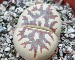 Lithops dorotheae