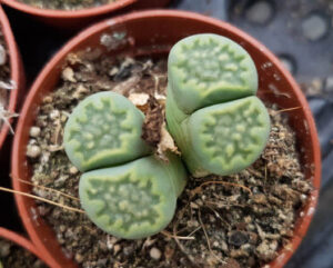 Lithops julii 'Little Woody' C218