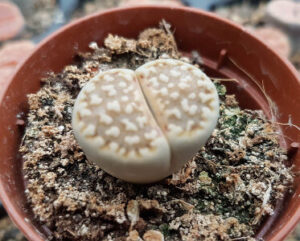 Lithops julii ssp. fulleri C056A cv. Fullergreen