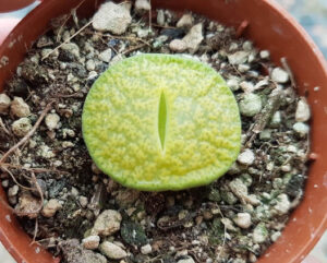 Lithops lesliei cv greenhorn cv15a