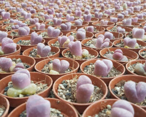 Lithops optica rubra