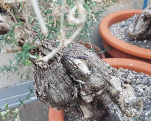 Mestoklema tuberosum