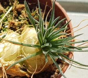 Ornithogalum sardienii